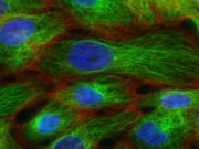 CBSE Class 9 Study Module: The Fundamental Unit of Life The Fundamental Unit of Life