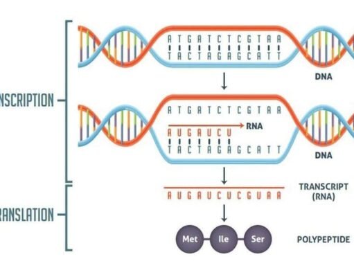 Understanding Transcription and Translation: The Language of Life Simplified Transcription and Translation Processes Simplified
