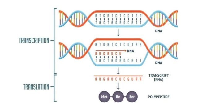 Transcription and Translation Processes Simplified