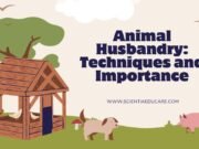 Animal Husbandry: Techniques and Importance Animal Husbandry