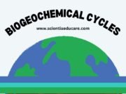 Biogeochemical Cycles: Carbon, Nitrogen and Water Cycles Biogeochemical Cycles