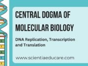 Central Dogma of Molecular Biology: DNA Replication, Transcription and Translation Central Dogma of Molecular Biology