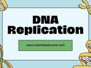 DNA Replication: Process, Enzymes and Significance DNA Replication