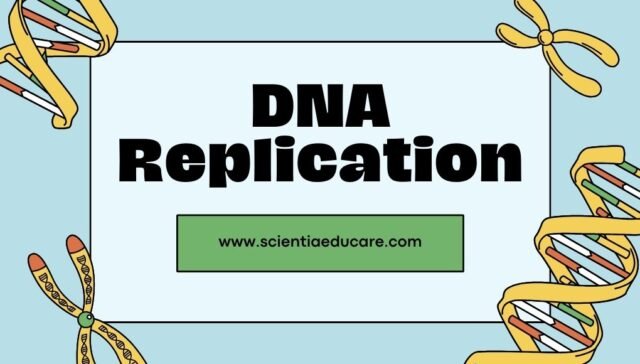 DNA Replication