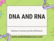 DNA vs. RNA: Structure, Function and Key Differences DNA and RNA