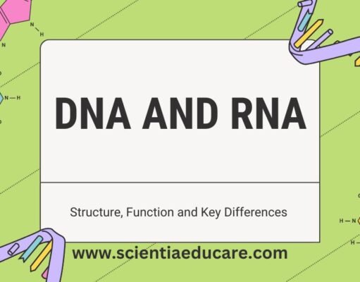 DNA vs. RNA: Structure, Function and Key Differences DNA and RNA