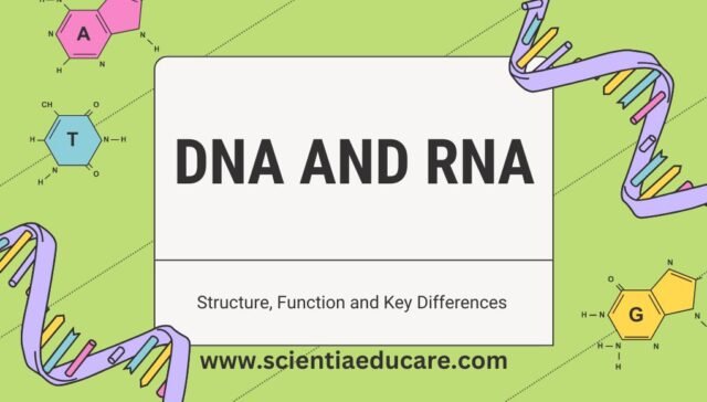 DNA and RNA