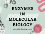 Enzymes in Molecular Biology: Types, Functions and Mechanisms Enzymes in Molecular Biology