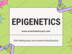 Epigenetics: DNA Methylation and Histone Modification Epigenetics