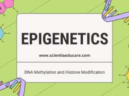 Epigenetics