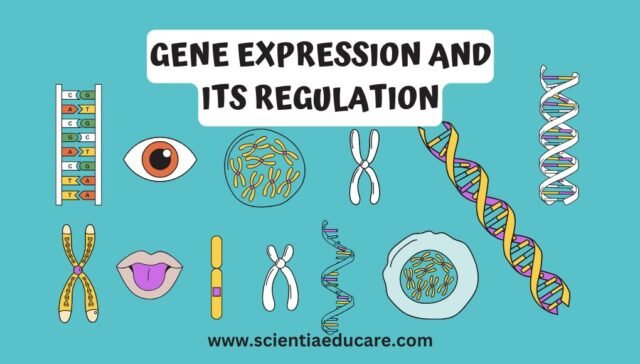 Gene Expression and Its Regulation