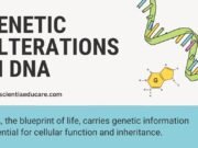 Mutations in DNA: Types, Causes and Effects on Gene Expression Genetic Alterations in DNA