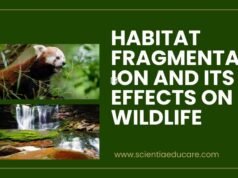 Habitat Fragmentation and Its Effects on Wildlife Habitat Fragmentation and Its Effects on Wildlife