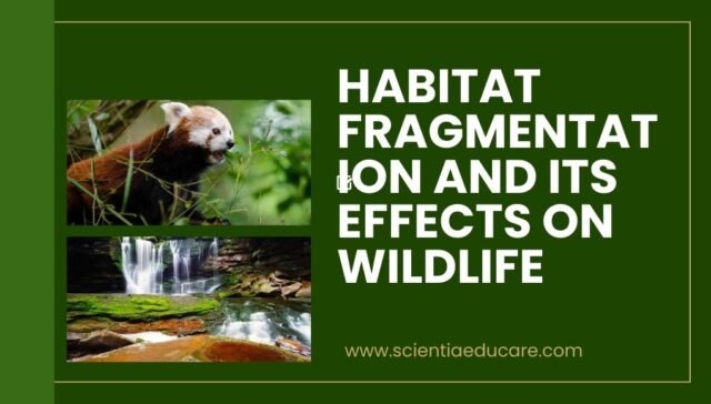 Habitat Fragmentation and Its Effects on Wildlife