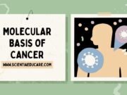 Molecular Basis of Cancer: Oncogenes & Tumor Suppressor Genes Molecular Basis of Cancer