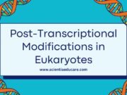 Post-Transcriptional Modifications in Eukaryotes Post-Transcriptional Modifications in Eukaryotes