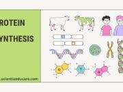 Protein Synthesis: Steps of Translation and Role of Ribosomes Protein Synthesis