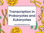 Transcription in Prokaryotes and Eukaryotes Transcription in Prokaryotes and Eukaryotes