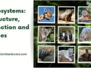 Ecosystems: Structure, Function and Types Types of ecosystems with examples
