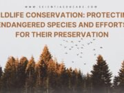 Wildlife Conservation: Endangered Species and Protection Efforts Wildlife conservation methods